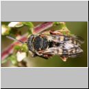 Epeolus sp - Filzbiene m03a 7mm - Teverener-Heide.jpg